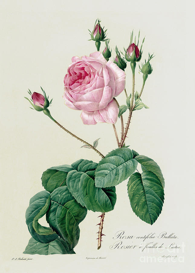 Rosa Centifolia Bullata Drawing by Pierre Joseph Redoute