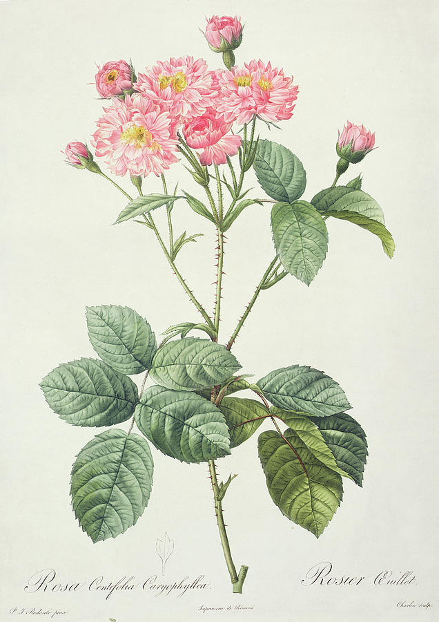 Rosa Drawing - Rosa Centifolia Caryophyllea by Pierre Joseph Redoute Rosa Drawing - Rosa Centifolia Caryophyllea by Pierre Joseph Redoute