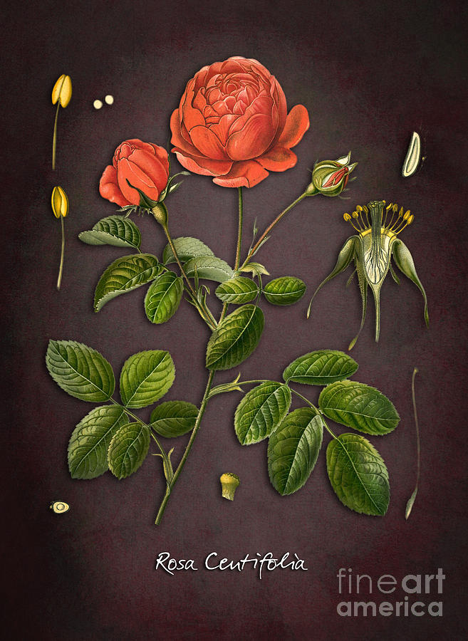 Rosa Centifolia Digital Art by Justyna Jaszke JBJart