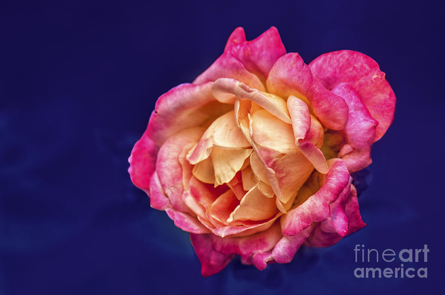 Flower Photograph - Rosa by Charuhas Images