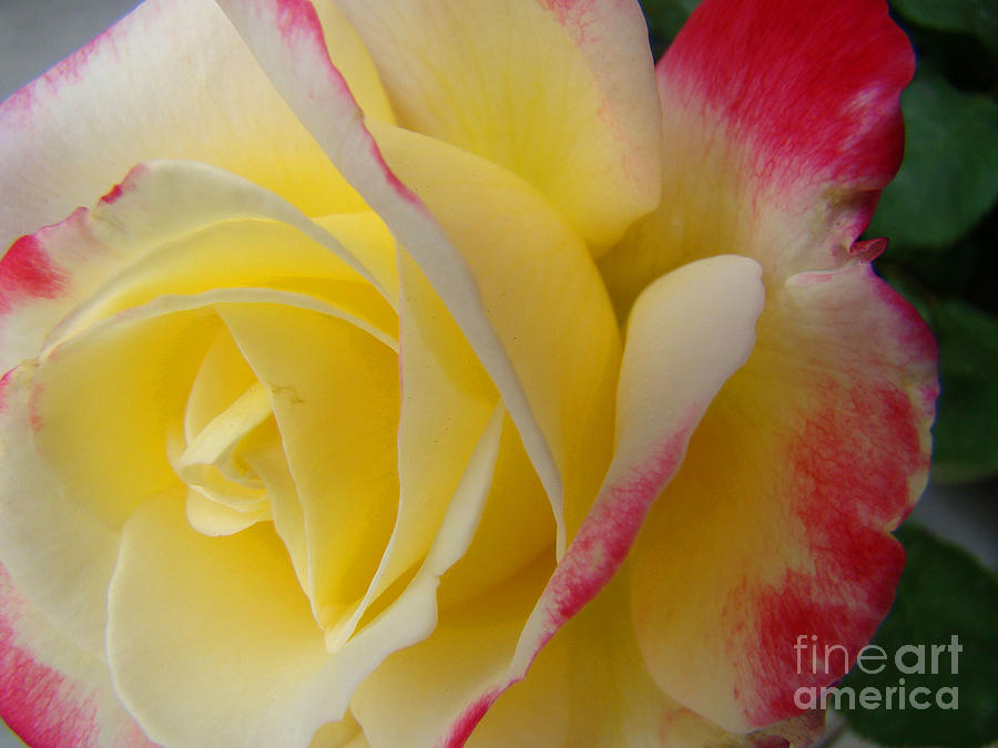 Summer Photograph - Rosa Delight by Beverly Guilliams