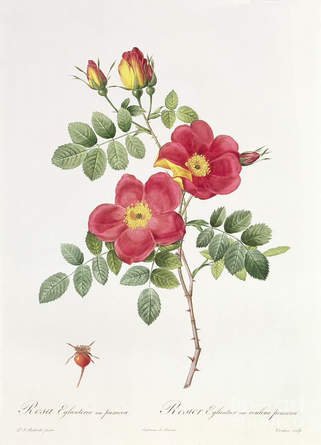 Rosa Drawing - Rosa Eglantera Punicea by Pierre Joseph Redoute