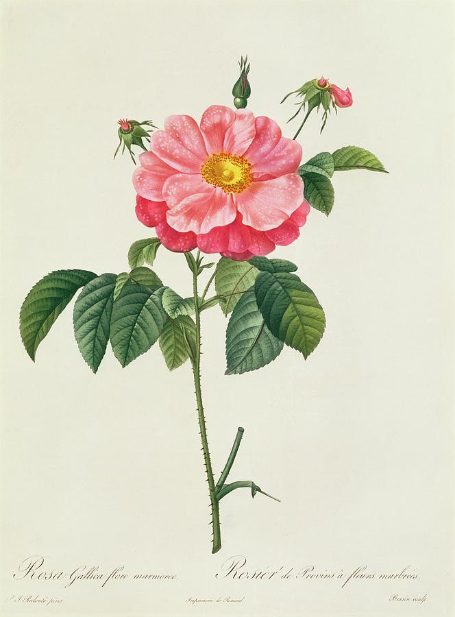 Flower Drawing - Rosa Gallica Flore Marmoreo by Pierre Joseph Redoute