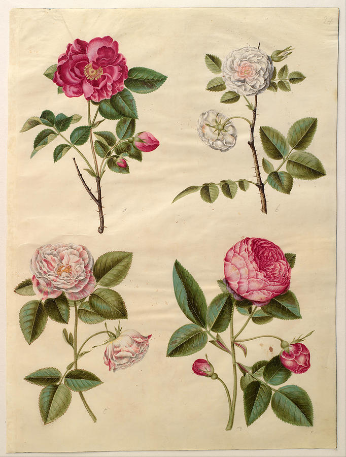 Rosa gallica Drawing by Johannes Simon Holtzbecher | Fine Art America