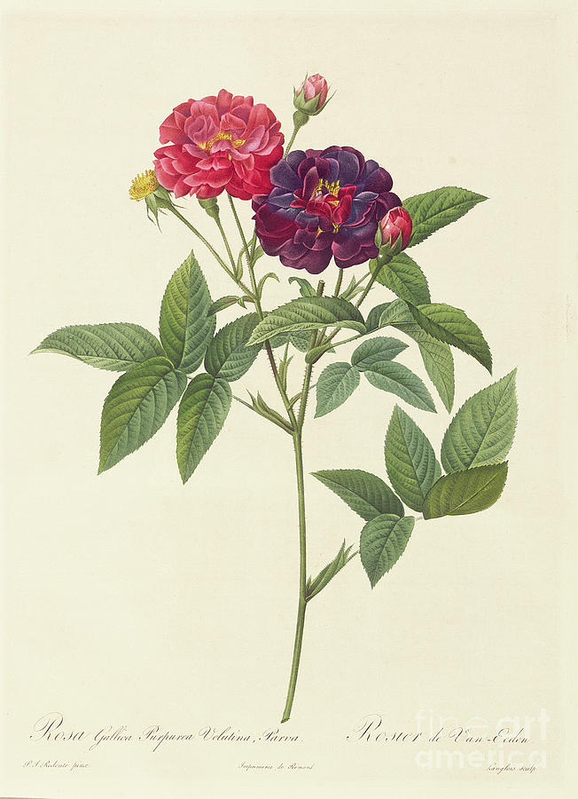 Rosa Gallica Purpurea Velutina Drawing by Pierre Joseph Redoute