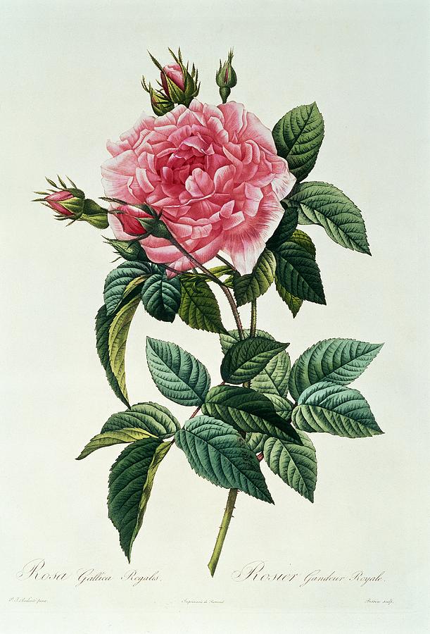 Flower Drawing - Rosa Gallica Regalis by Pierre Joseph Redoute