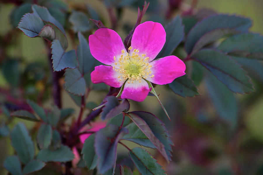 Rosa Glauca Photograph by Alana Thrower