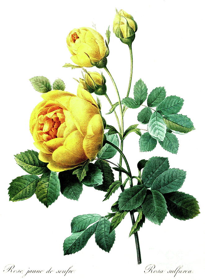 Rosa hemisphaerica, also known as the sulphur rose Painting by Pierre ...