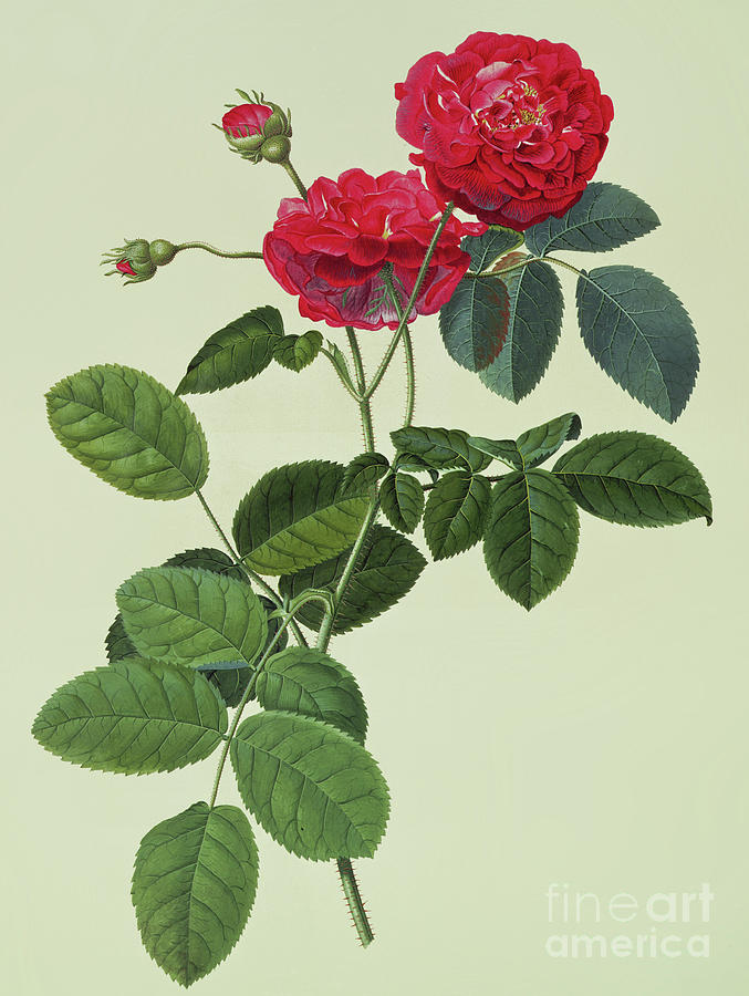 Georg Dionysius Ehret Painting - Rosa Holoferica multiplex by Georg Dionysius Ehret