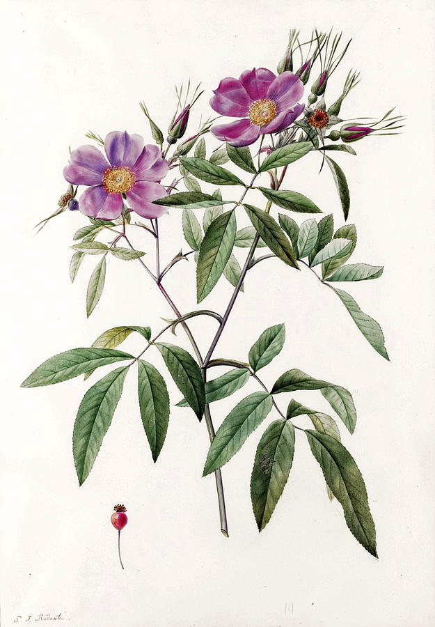 Rosa Hudsoniana Salicifolia Drawing by Pierre-Joseph Redoute