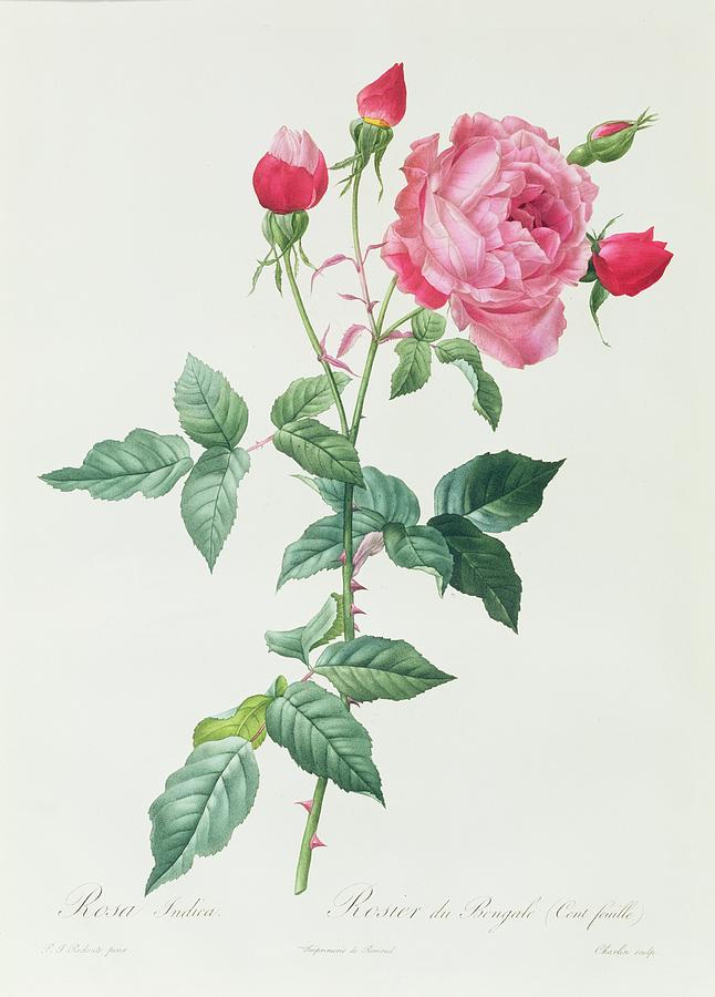 Flower Drawing - Rosa Indica by Pierre Joseph Redoute