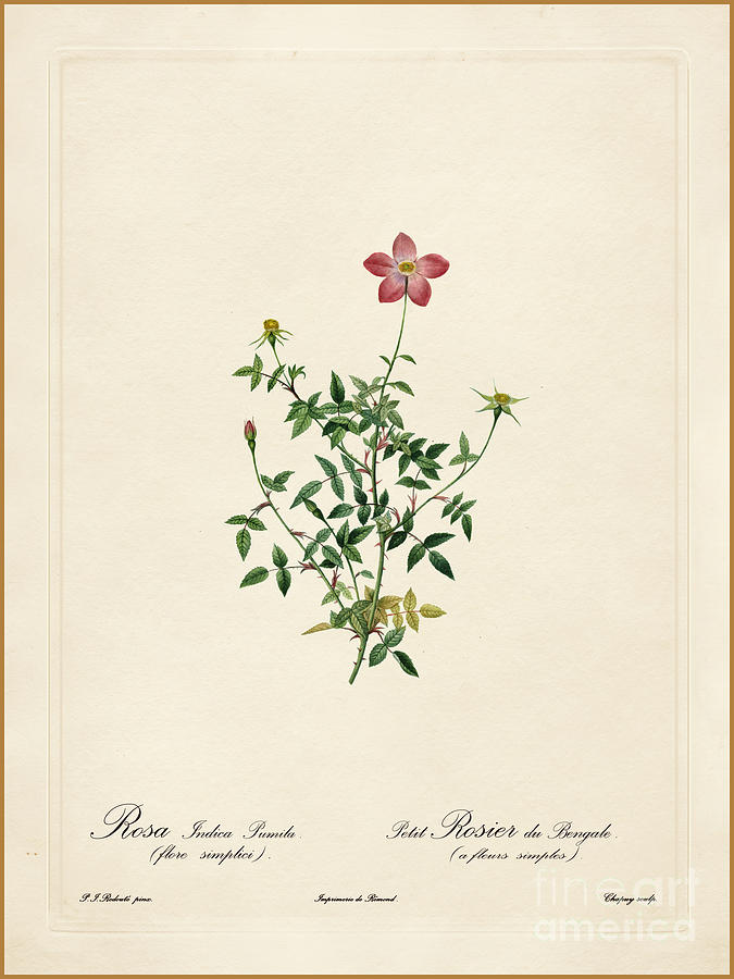 Rosa Indica Pumila Painting by Celestial Images