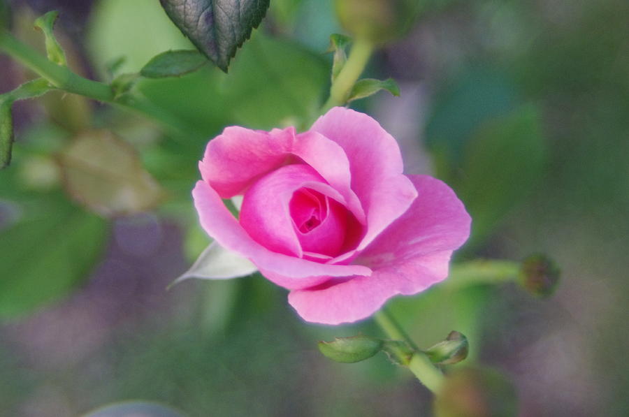 Rose Photograph - Rosa by John Conrad Johnson III