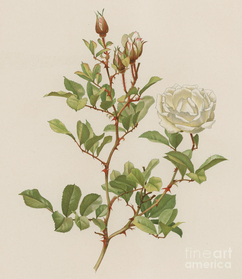 Rose Painting - Rosa Laevigata Bracteata by English School