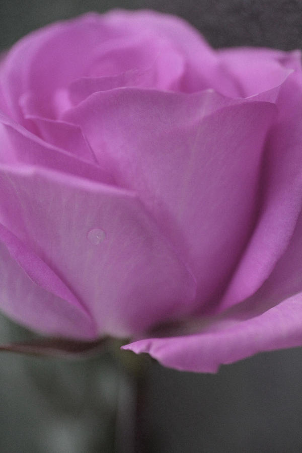 Rose Photograph - Rosa lila by The Art Of Marilyn Ridoutt-Greene