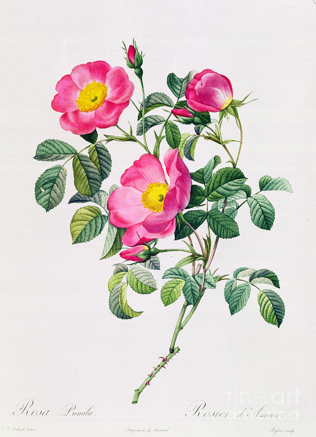 Flower Drawing - Rosa Lumila by Pierre Joseph Redoute