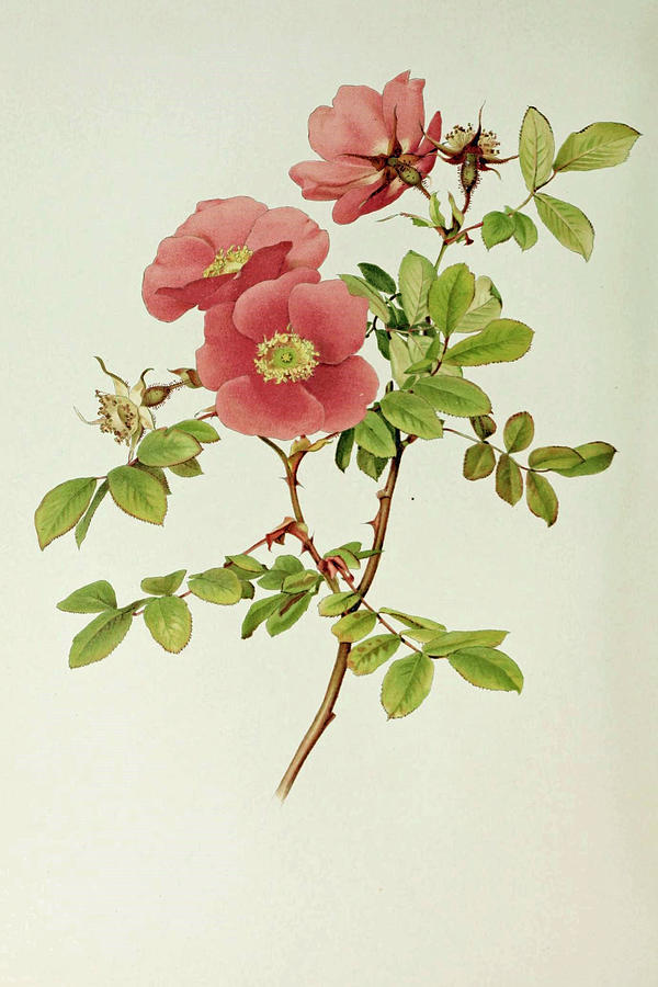 Rosa Macrophylla Painting by Alfred Parsons - Fine Art America