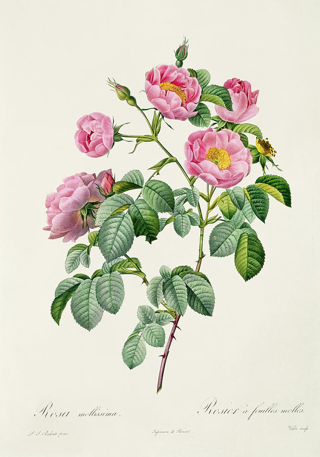 Rosa Mollissima Drawing by Claude Antoine Thory - Fine Art America