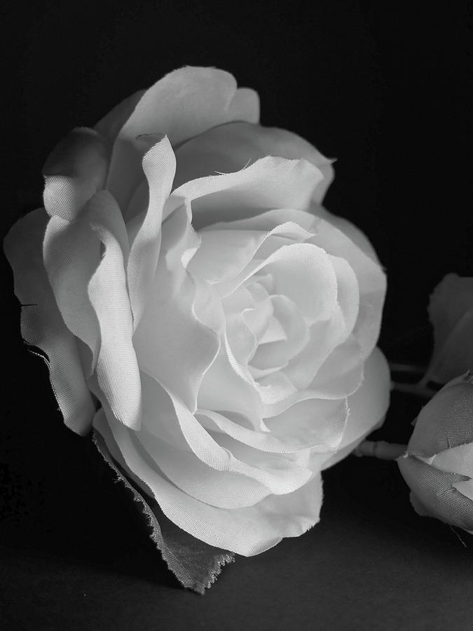 Rosa -monochrome Photograph by Tom Druin