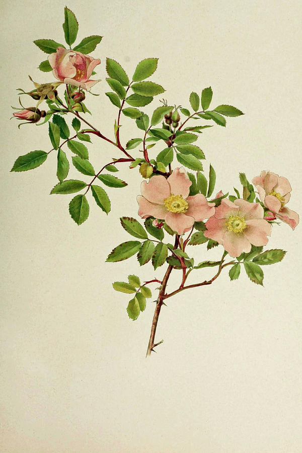 Rosa Multiflora Painting by Alfred Parsons - Fine Art America