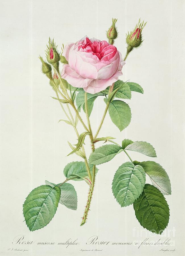 Rose Drawing - Rosa muscosa multiplex by Pierre Joseph Redoute