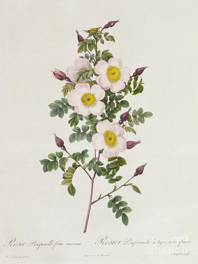 Flower Drawing - Rosa Pimpinelli Folia Inermis by Pierre Joseph Redoute