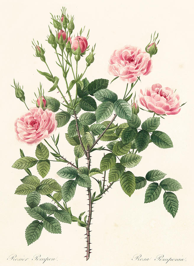 Pierre Joseph Redoute Painting - Rosa Pomponia by Pierre Joseph Redoute