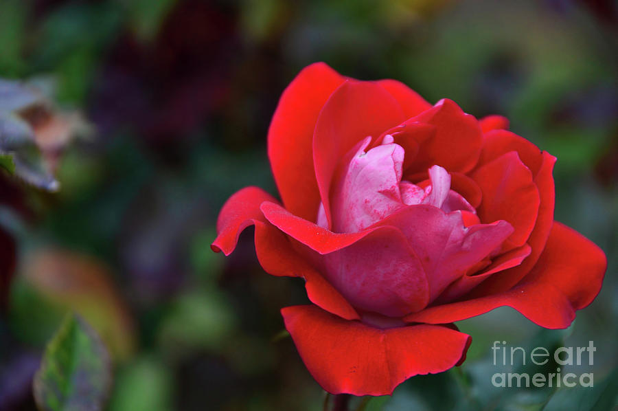 Rose Photograph - Rosa Roja Para Ti by Diana Mary Sharpton