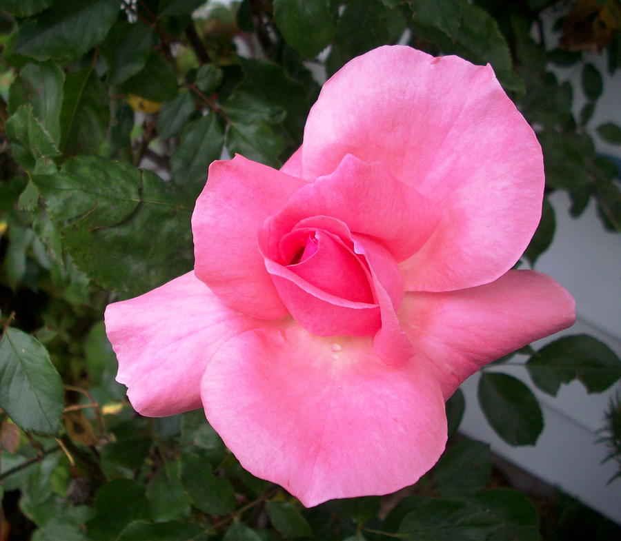 Rose Photograph - Rosa Rosa by Marina Owens Rose Photograph - Rosa Rosa by Marina Owens