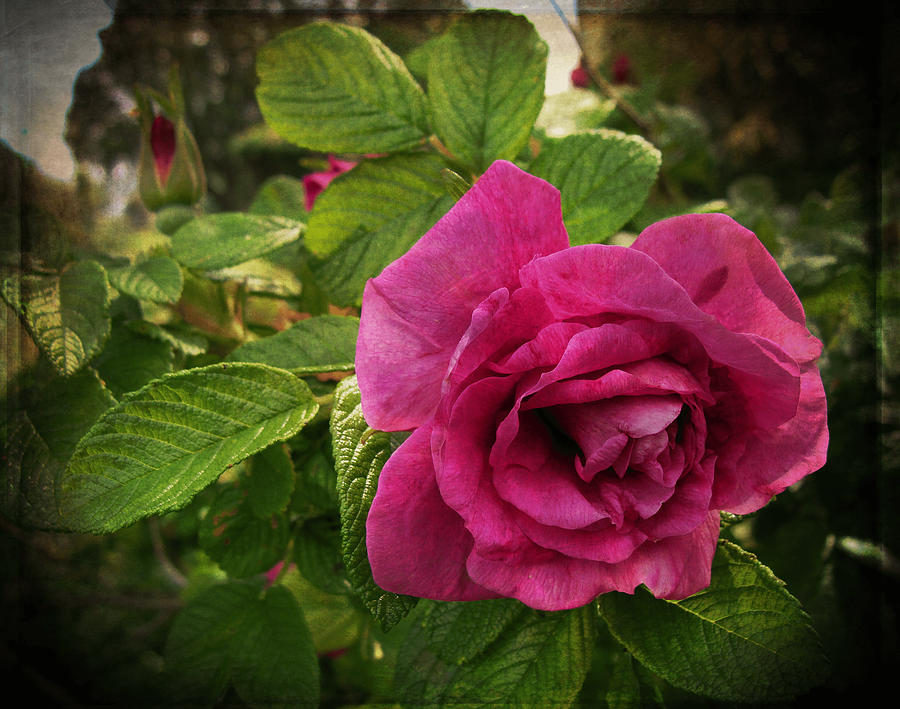 Rose Photograph - Rosa Rugosa Art Photo by Ilona Erwin
