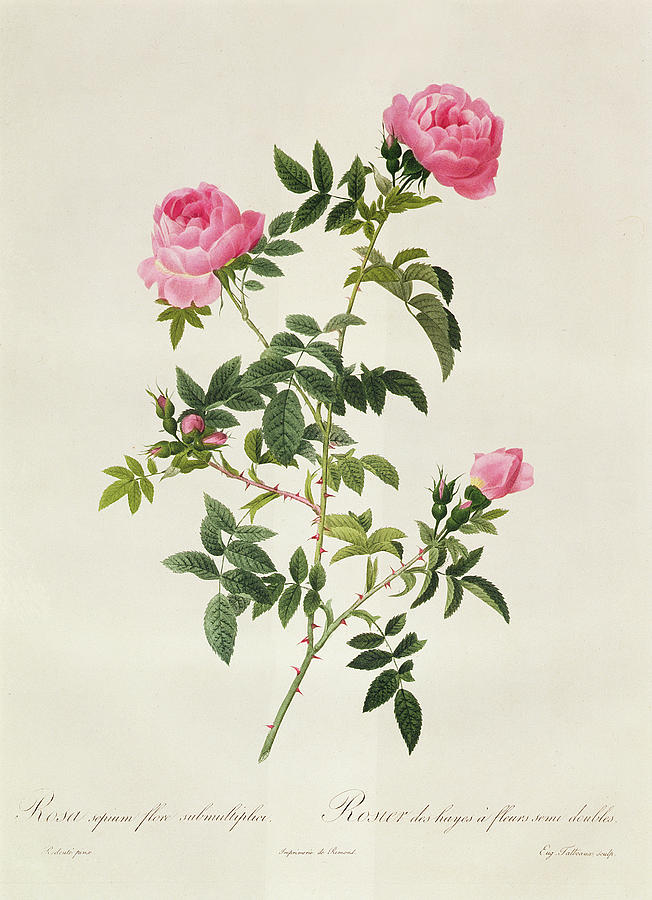 Rosa Sepium Flore Submultiplici Drawing by Pierre Joseph Redoute - Fine ...