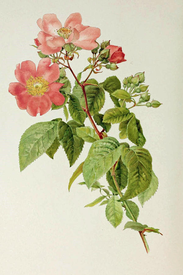 Rosa Setigera Painting by Alfred Parsons - Pixels