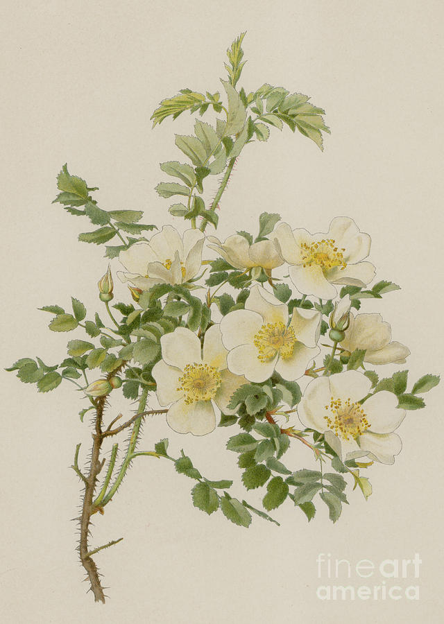 Rose Painting - Rosa Spinosissima var Altaica by English School