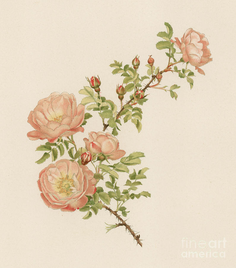 Rose Painting - Rosa Spinosissima var Andrewsii by English School