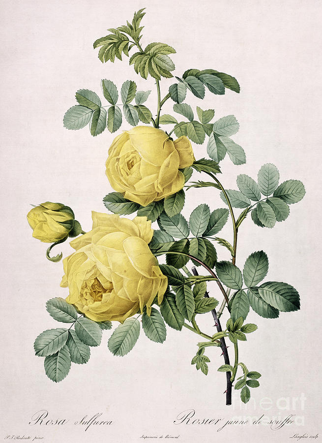 Rose Painting - Rosa Sulfurea by Pierre Joseph Redoute