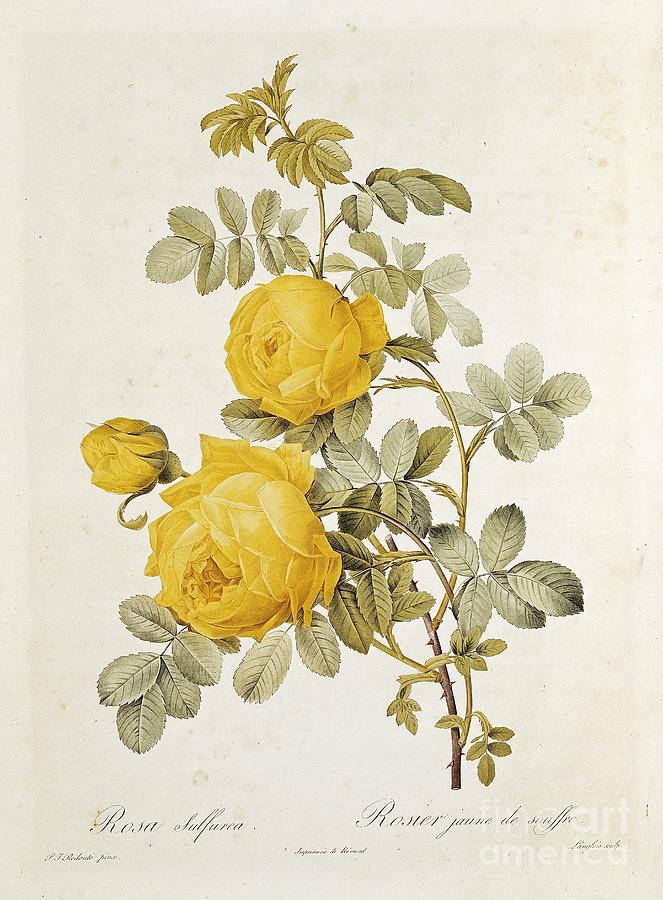 Rosa Drawing - Rosa Sulfurea by Pierre Redoute
