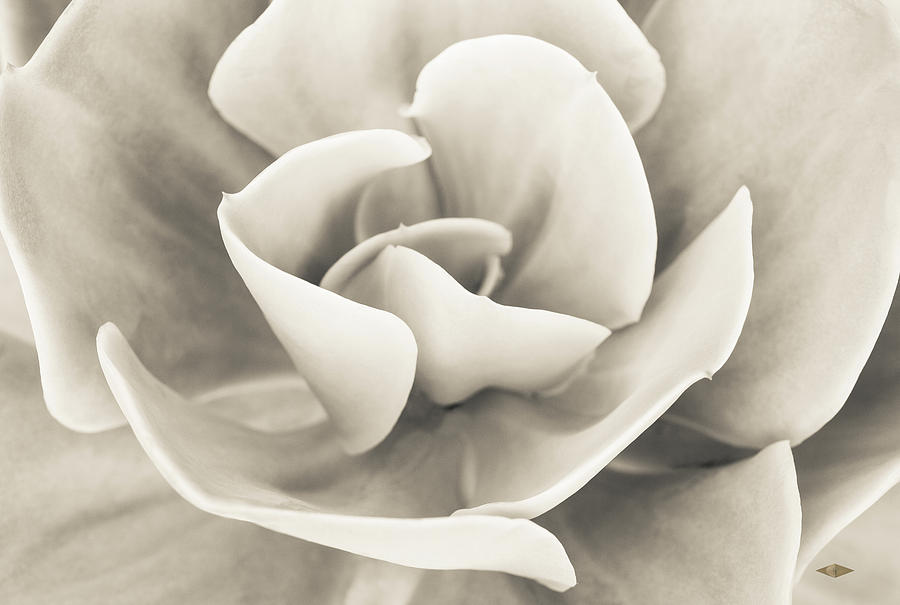 Rosa Verde 7 Antique Cream Photograph By Hgproductions