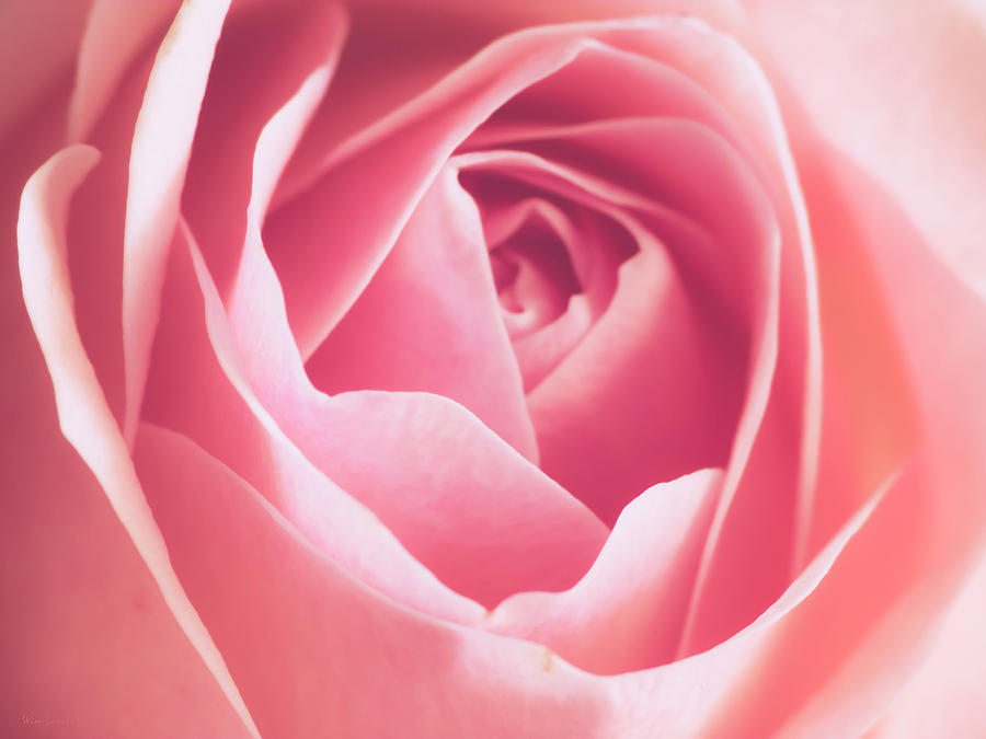 Abstract Photograph - Rosa by Wim Lanclus