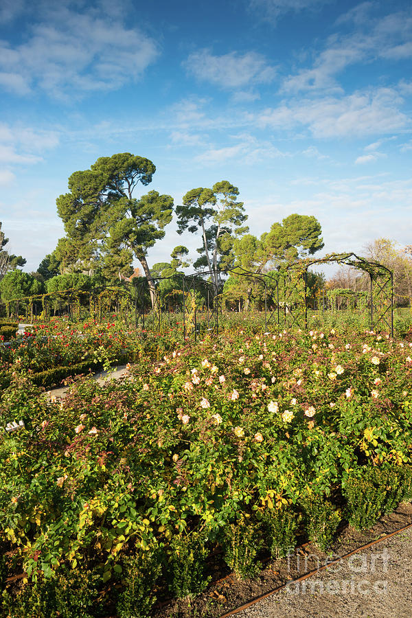 Rosaleda rose-garden in Retrio park Photograph by Andrew Michael