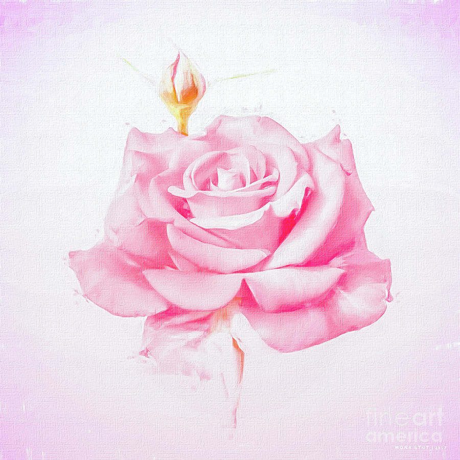 Rosalina Soft Pink Rosebud Photograph by Mona Stut
