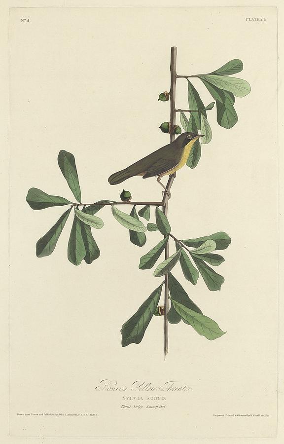 Roscoes Yellow Throat Drawing by Dreyer Wildlife Print Collections 