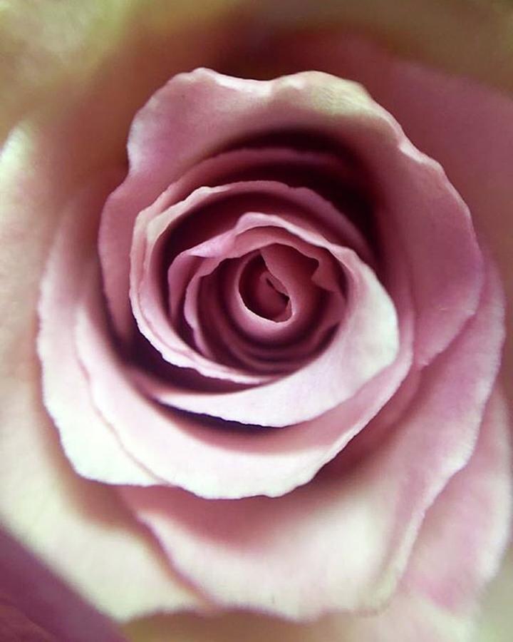 Flowers Still Life Photograph - Rose // 5.21.16

#rose #flower #pink by Megan Bishop