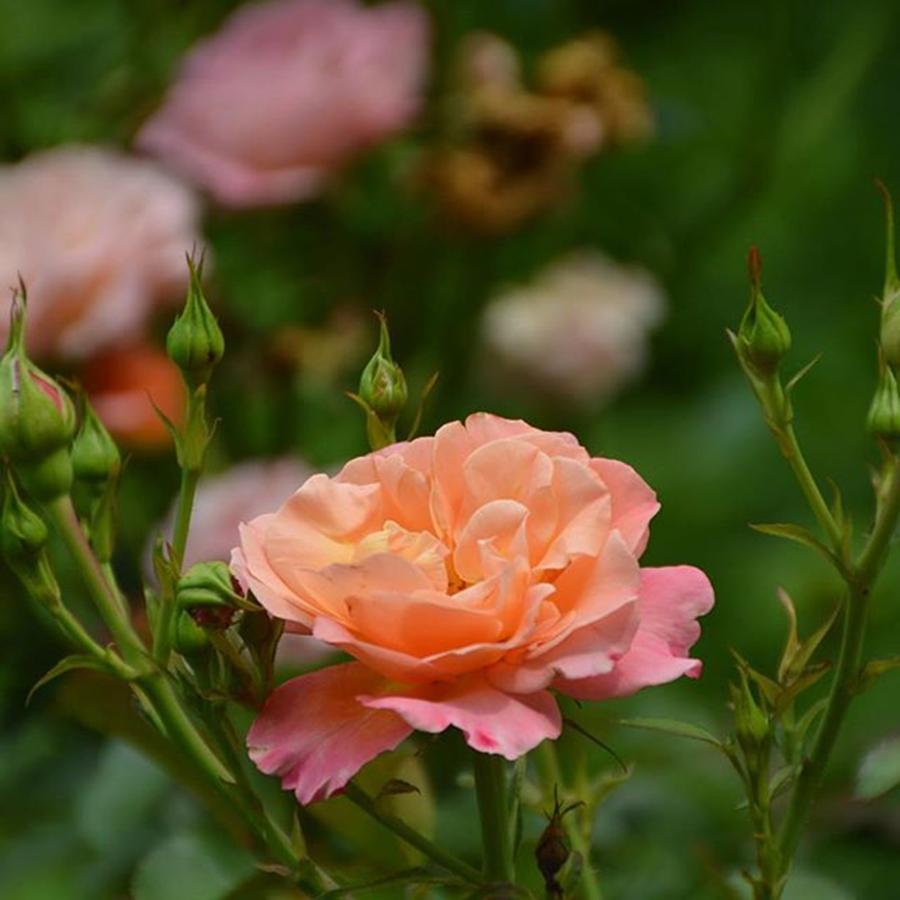 Summer Photograph - I never promised you a rose garden #1 by Eve Tamminen