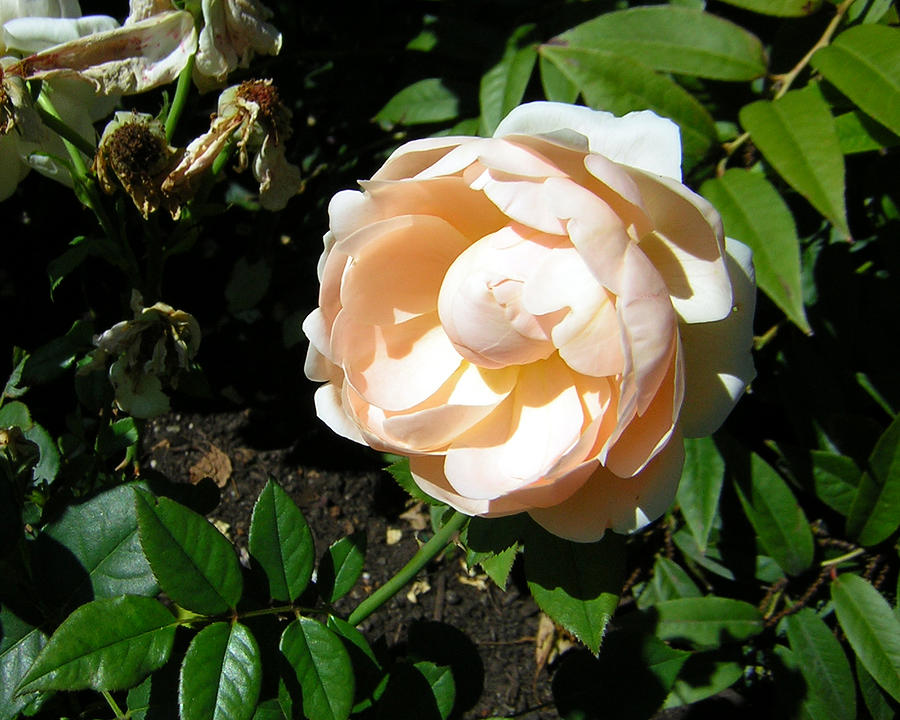 Rose 1 Photograph by George Jones