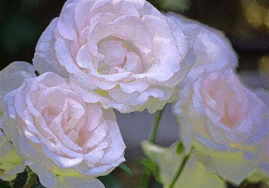 Flower Photograph - Rose 120 by Pamela Cooper