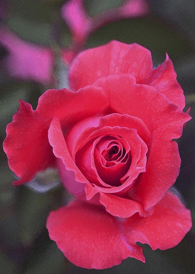 Rose 160 Photograph by Pamela Cooper