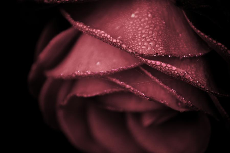 Rose Photograph - Rose 2 by Danielle Silveira
