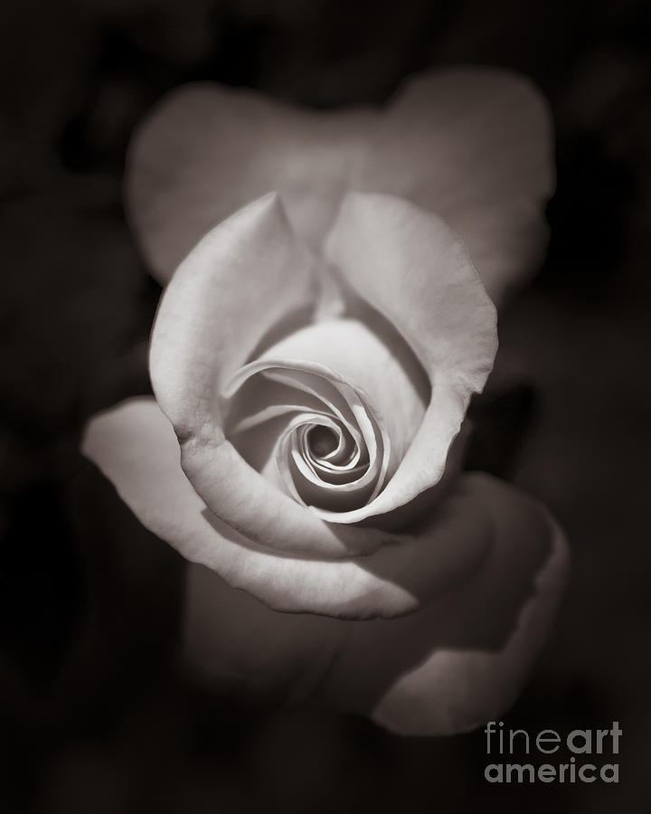 Rose 2 Photograph by Hitendra SINKAR