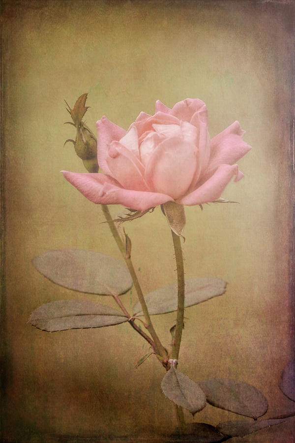 Rose 2 by Patricia Cale Rose 2 by Patricia Cale