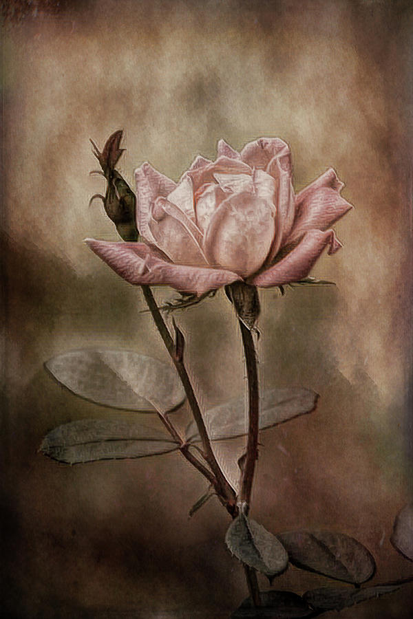 Rose 3 by Patricia Cale Rose 3 by Patricia Cale